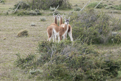 位于Torres del Paine国家公园的Guanaco