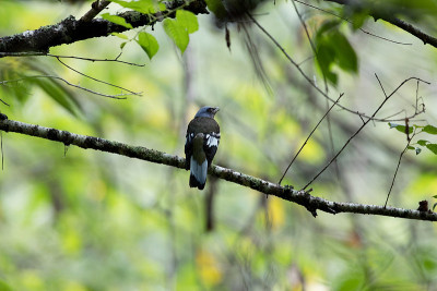 成年雄性绿可可 (Cochoa viridis)