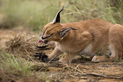 Caracal, caracal caracal, Adult with a Kill, a Cap