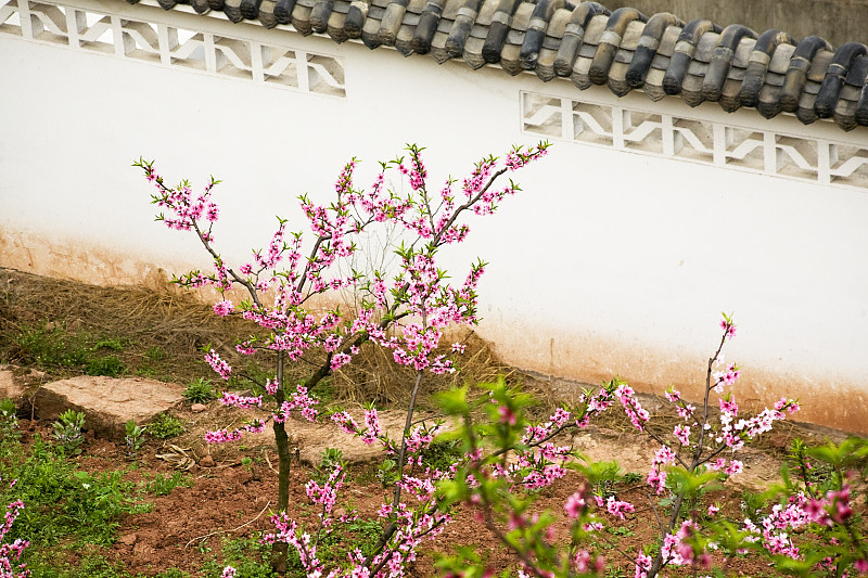 粉色桃花中国墙四川成都中国