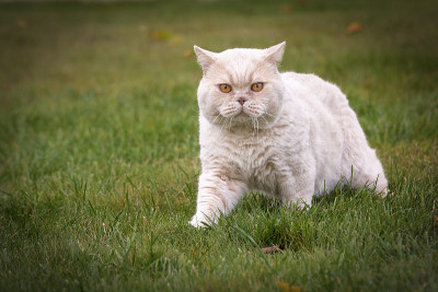 英国的猫