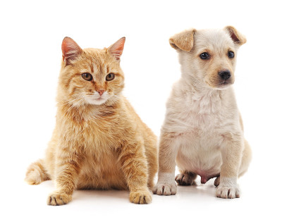 猫和狗。