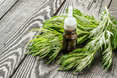 苦艾和精油的新鲜枝条