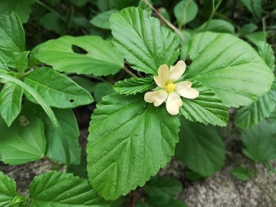 茉莉花，茉莉花，阿拉伯茉莉花，茉莉花