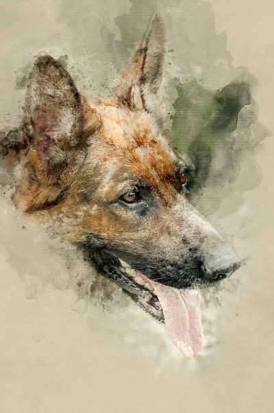 德国牧羊犬