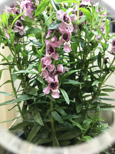 出色而多彩的白芷花。