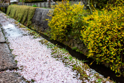 日本京都樱花盛开，樱花花瓣在春天飘落在著名的哲学家之路公园的河边，无人