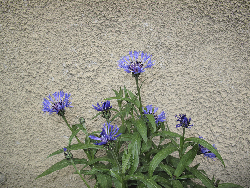 矢车菊属蒙大拿