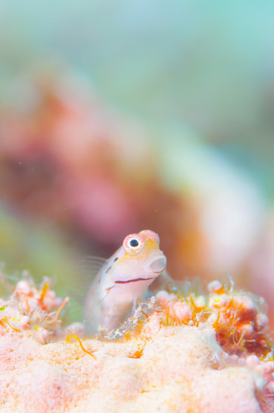 Yaeyama Blenny