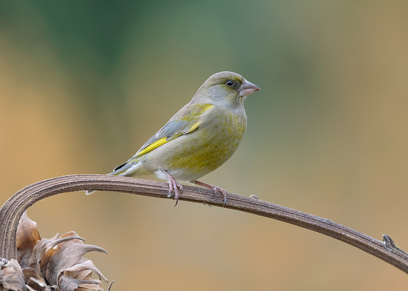 令人敬畏的欧洲绿翅雀(Chloris Chloris)