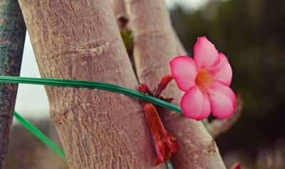 花