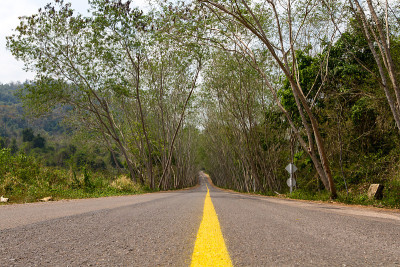 树隧道路