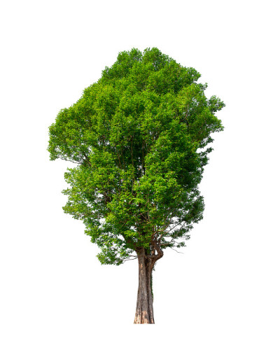白色背景上的一棵孤立的树