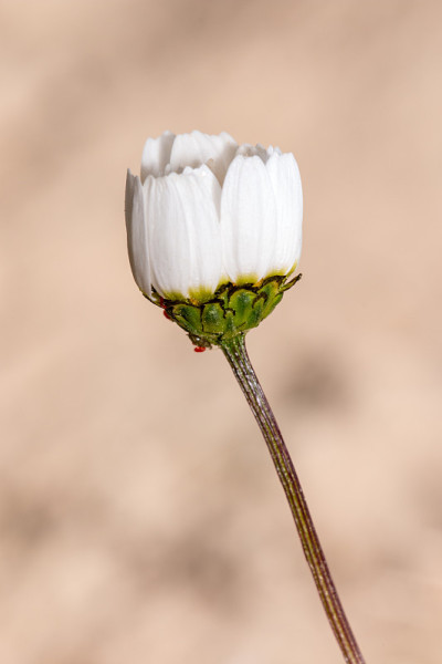 白色的花
