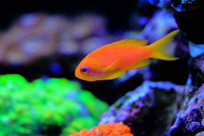 真素鱼- (Pseudanthias squamipinnis)