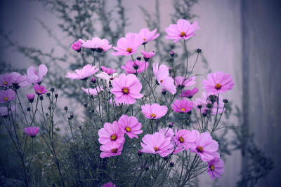 花的背景