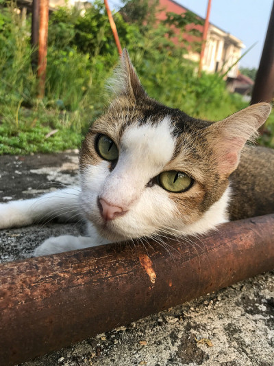 沉睡的猫