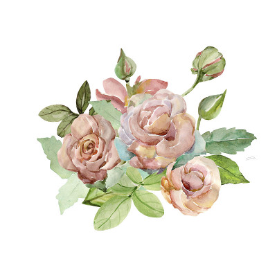 水彩作画。显示的玫瑰。