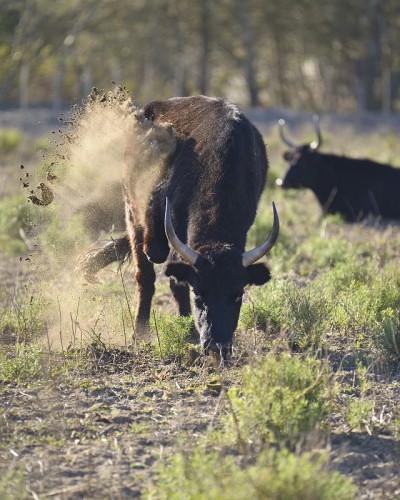 卡玛格牛(Taureau de Camargue) -法国