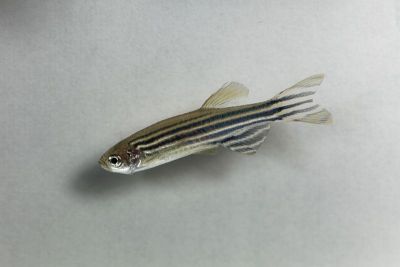 白底斑马鱼(斑马鱼