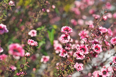 Leptospermum scoparium