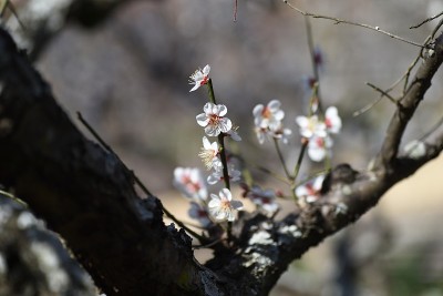 日本杏花盛开。