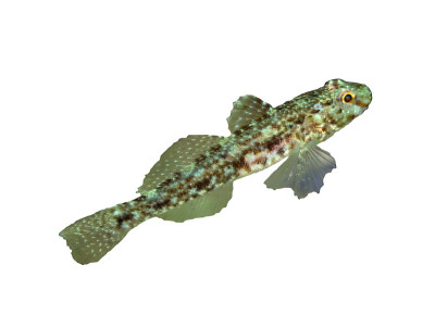 沙虾虎鱼