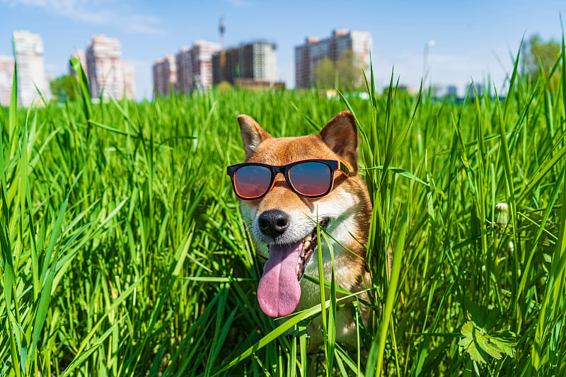 快乐的柴犬戴着太阳镜。红毛日本狗微笑肖像。