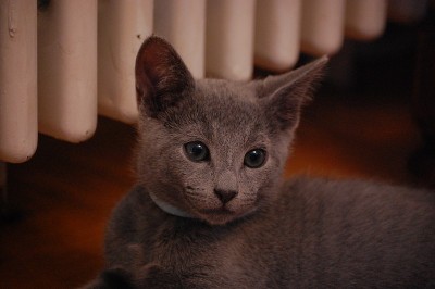 浅蓝色Kitten.16