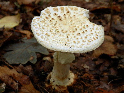 Amanita Echinocephala