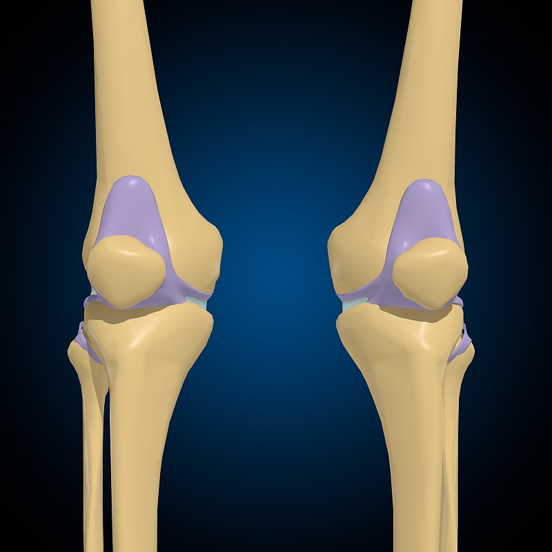 关节囊解剖的医学概念3D