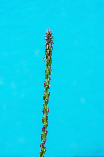 Grassflower