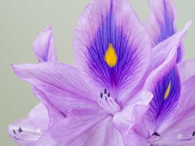 水葫芦的雄蕊
