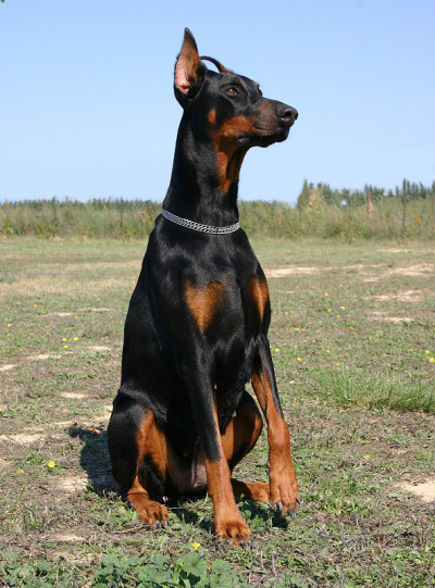 坐在杜宾犬