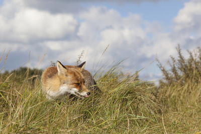 你们;红狐狸;vulpes vulpes