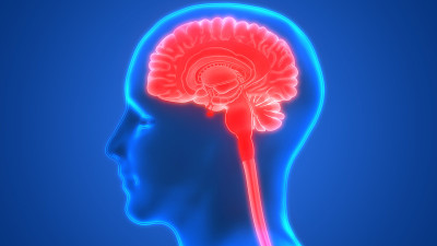 人类的大脑解剖