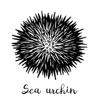 海胆的水墨写生。