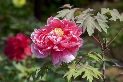 花园里的牡丹