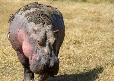 Hippoootamus