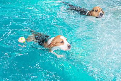 两只小猎犬一起在游泳池里游泳
