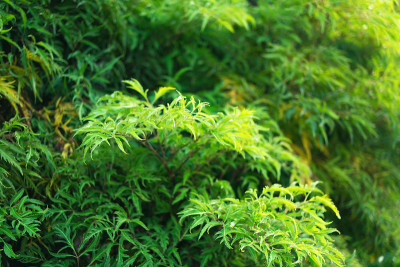 绿色Polyscias树叶。有选择性的重点