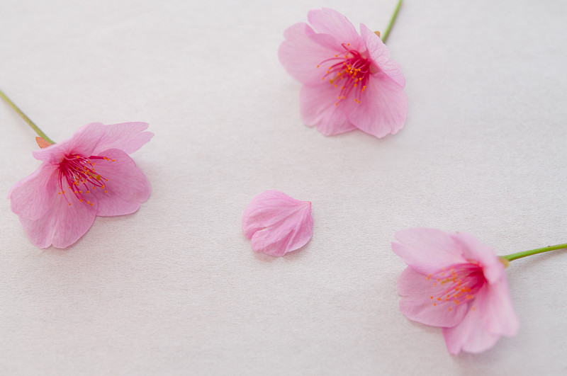 日本纸上的粉色樱花花瓣和三朵花。白色背景。特写图片。春天在日本。折痕lannesiana母舰。