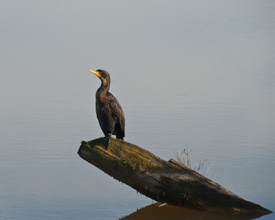 Double-Crested Cormorant Standing on Driftwood