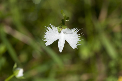 habenaria radiata