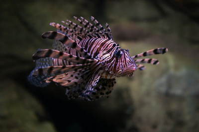 Cleartail lionfish
