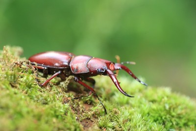 八重山红牡鹿甲虫