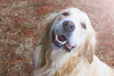 一只可爱的金毛猎犬在森林里仰面微笑，背景是倒下的针叶树