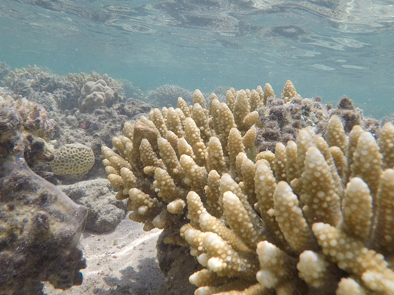 埃及红海海底世界