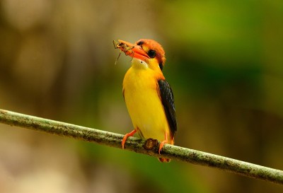 雄性黑背翠鸟(Ceyx erithacus)