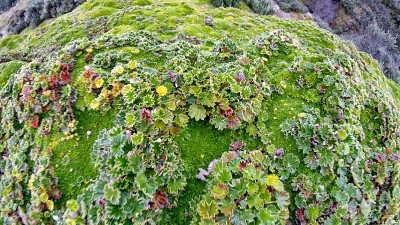 帕拉莫的苔藓